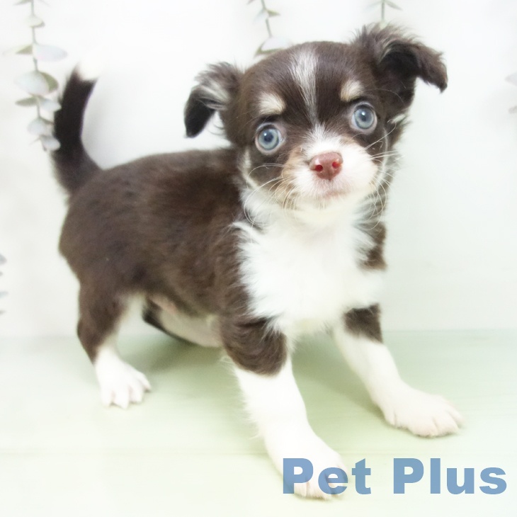 三重県のチワワ(ロング) (ペットプラス 東員店/2025年9月24日生まれ/男の子/チョコレートクリームホワイト)の子犬の2枚目の画像