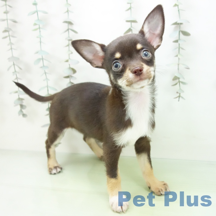 石川県のチワワ(ロング) (ペットプラス 白山店/2025年9月24日生まれ/女の子/チョコレートクリームホワイト)の子犬の1枚目の画像