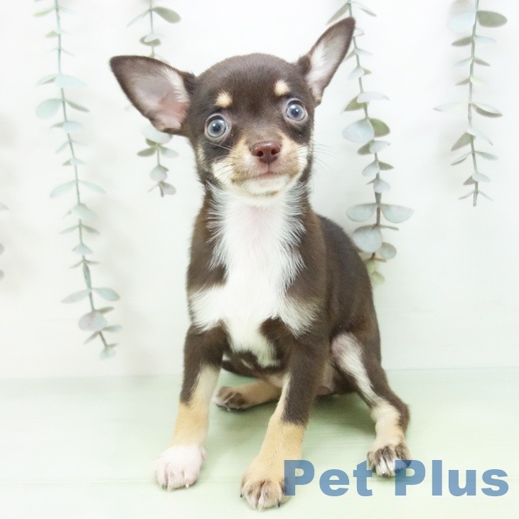 石川県のチワワ(ロング) (ペットプラス 白山店/2025年9月24日生まれ/女の子/チョコレートクリームホワイト)の子犬の2枚目の画像