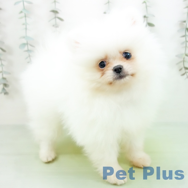 岩手県のポメラニアン (ペットプラス 盛岡南店/2025年9月24日生まれ/男の子/クリーム)の子犬の1枚目の画像
