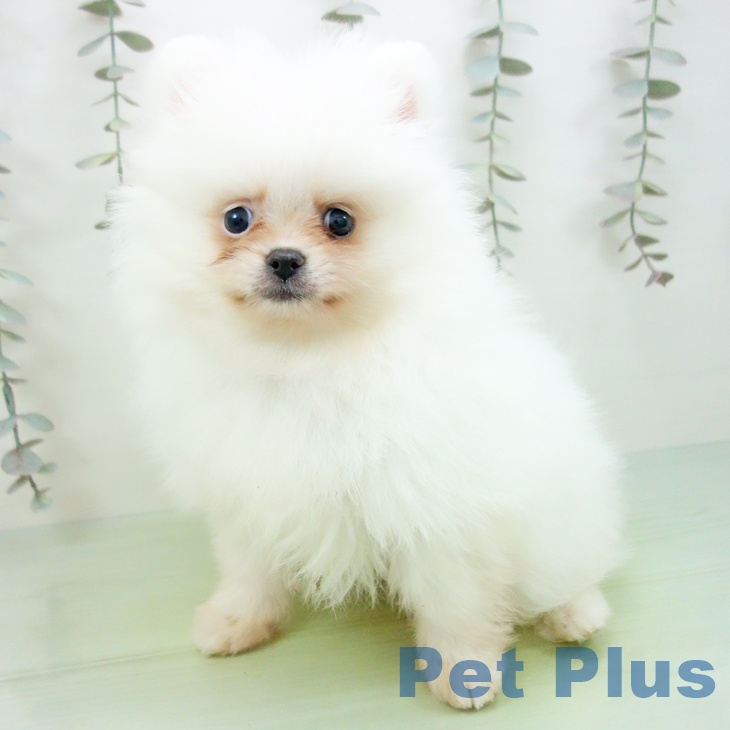 岩手県のポメラニアン (ペットプラス 盛岡南店/2025年9月24日生まれ/男の子/クリーム)の子犬の2枚目の画像