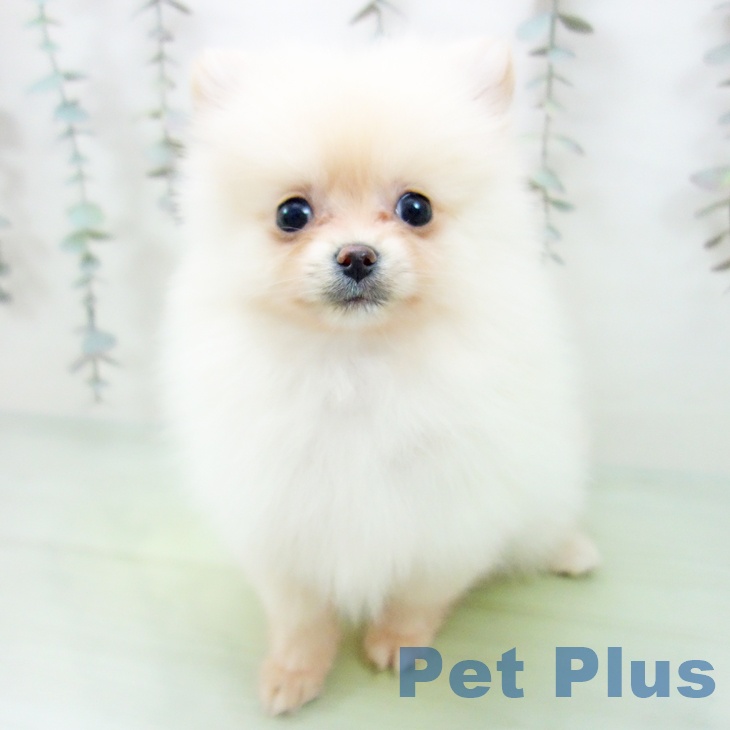 三重県のポメラニアン (ペットプラス 鈴鹿店/2025年9月24日生まれ/女の子/クリーム)の子犬