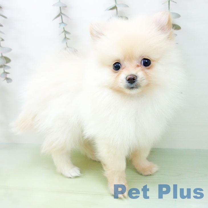 三重県のポメラニアン (ペットプラス 鈴鹿店/2025年9月24日生まれ/女の子/クリーム)の子犬の2枚目の画像