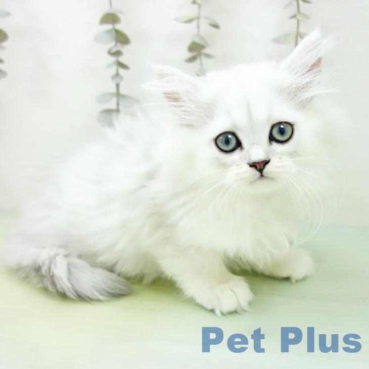 愛知県のペルシャ (ペットプラス 豊田店/2025年9月16日生まれ/男の子/チンチラシルバー)の子猫