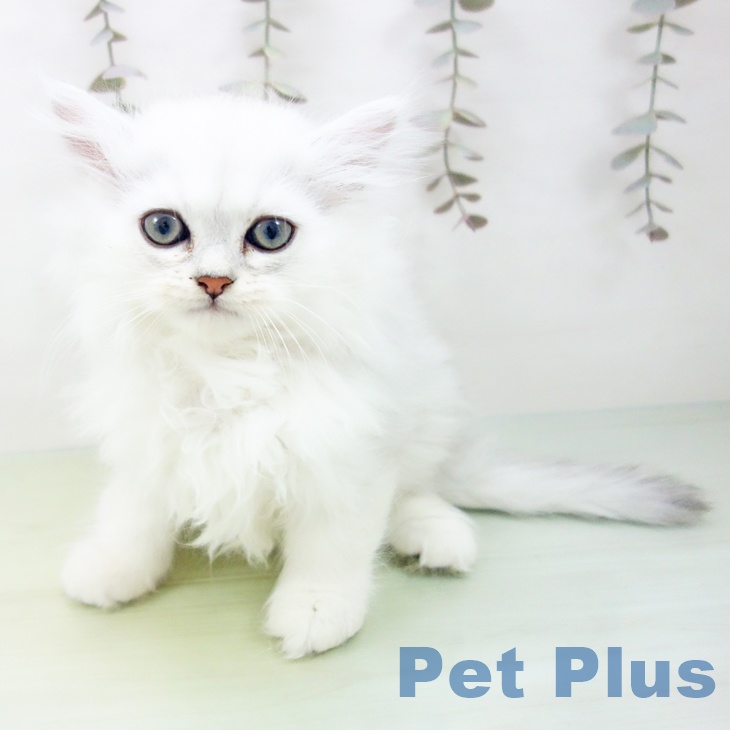 岐阜県のペルシャ (ペットプラス 光ケ丘店/2025年9月16日生まれ/男の子/チンチラシルバー)の子猫の1枚目の画像