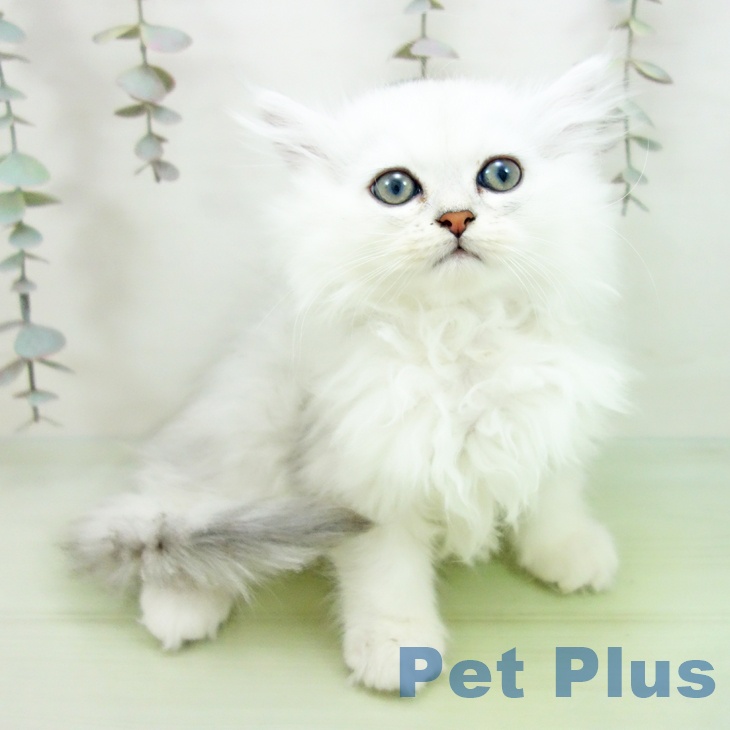 岐阜県のペルシャ (ペットプラス 光ケ丘店/2025年9月16日生まれ/男の子/チンチラシルバー)の子猫の2枚目の画像