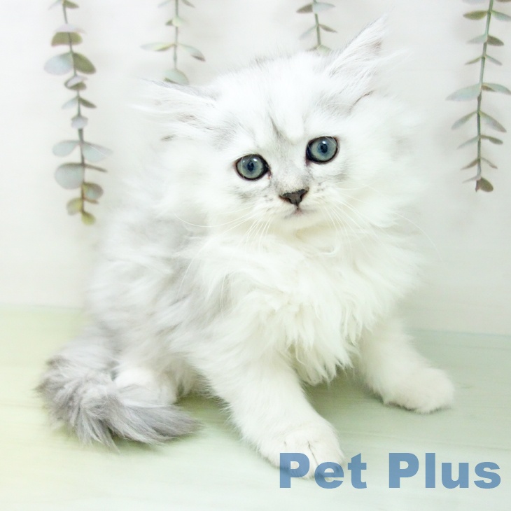 愛知県のペルシャ (ペットプラス mozoワンダーシティ店/2025年9月16日生まれ/男の子/チンチラシルバー)の子猫