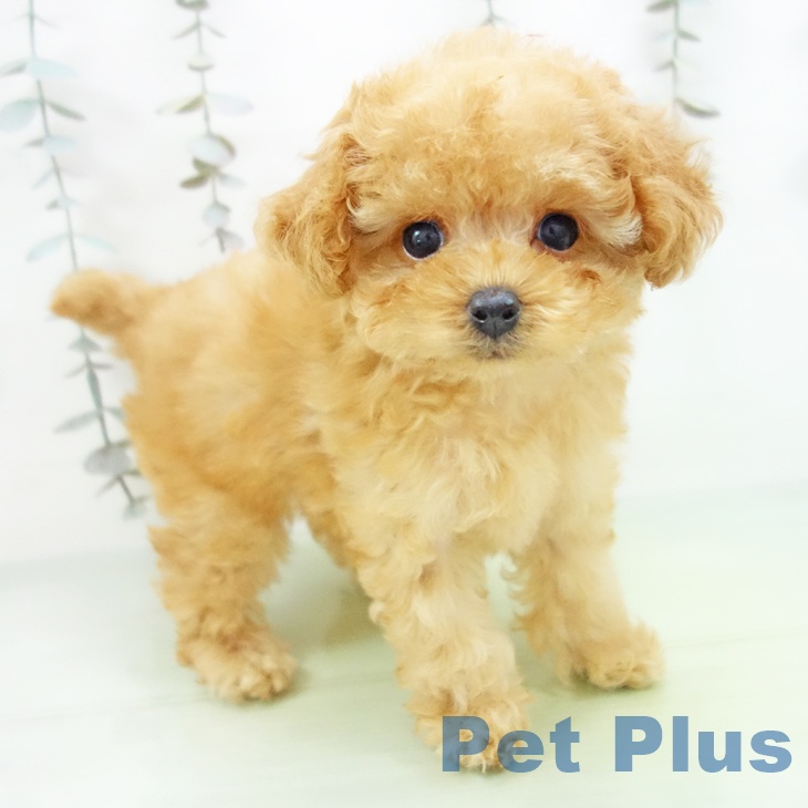 愛知県のトイプードル(トイ) (ペットプラス ナゴヤドーム前店/2025年9月23日生まれ/女の子/アプリコット)の子犬