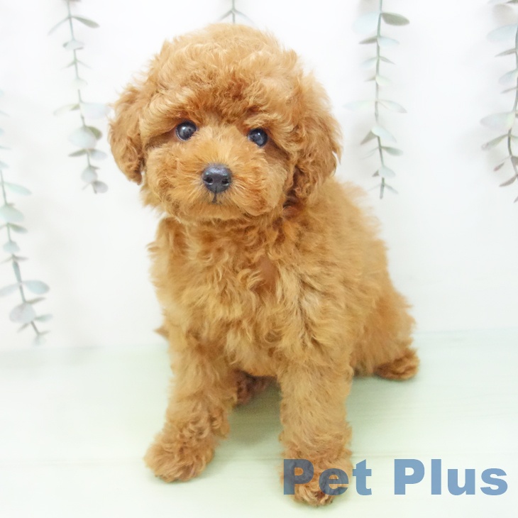 富山県のトイプードル(トイ) (ペットプラス 高岡店/2025年9月23日生まれ/女の子/レッド)の子犬