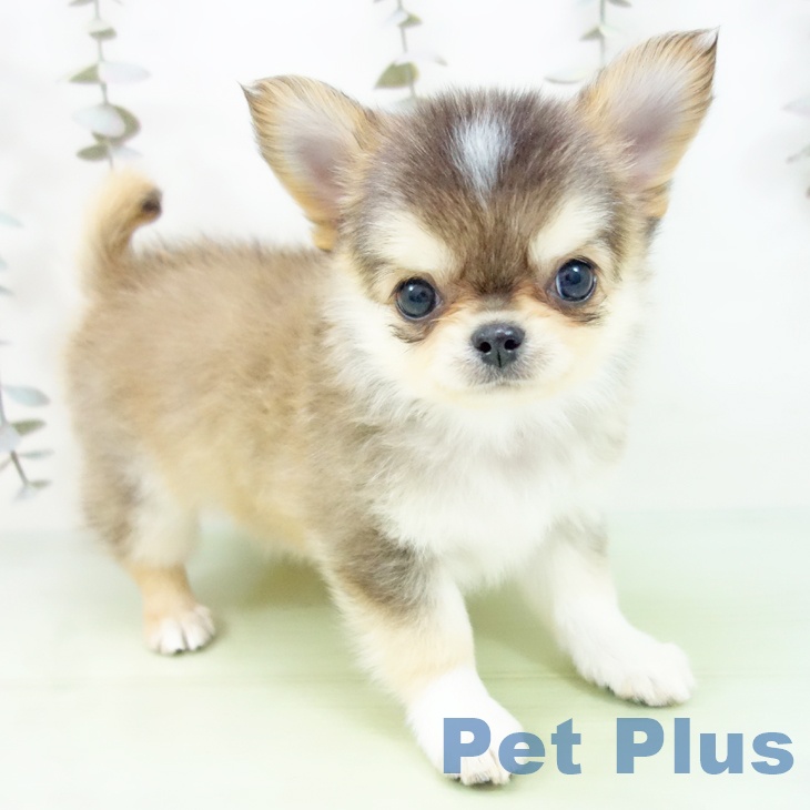 愛知県のチワワ(ロング) (ペットプラス ナゴヤドーム前店/2025年9月24日生まれ/男の子/セーブルホワイト)の子犬