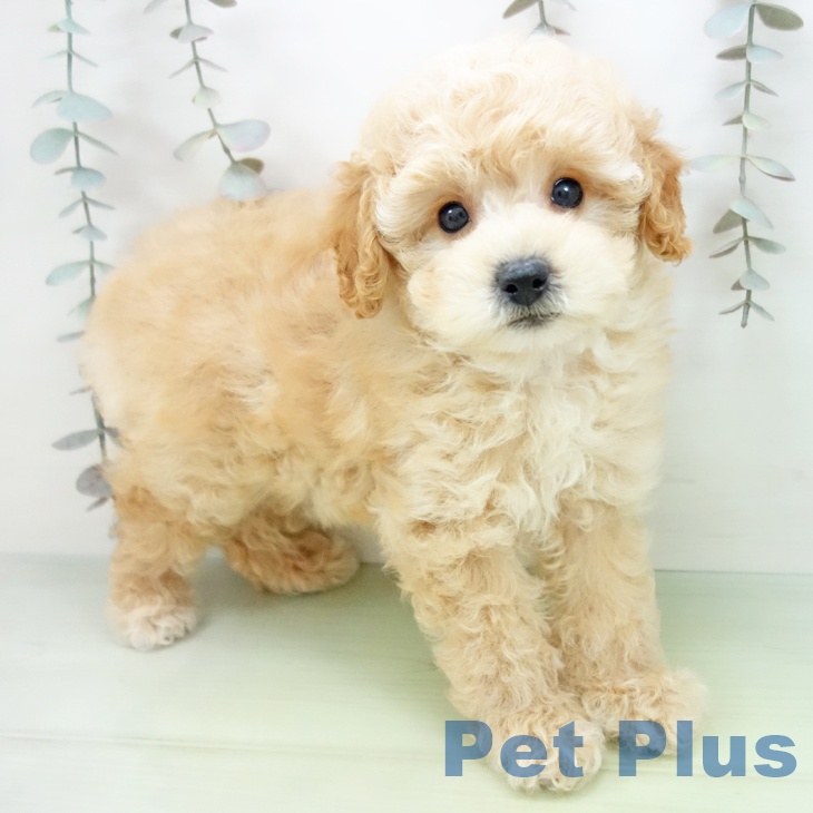 愛知県のトイプードル(トイ) (ペットプラス 熱田店/2025年9月25日生まれ/男の子/アプリコット)の子犬の1枚目の画像
