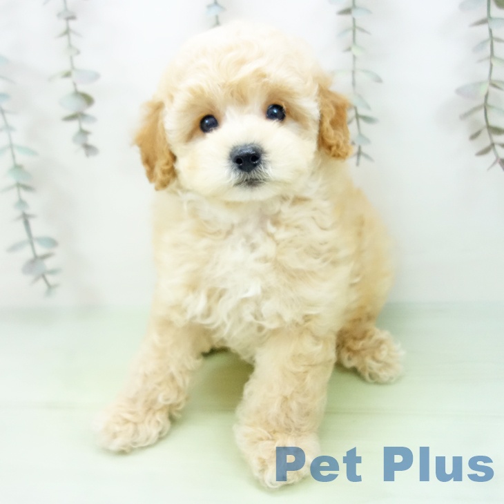 愛知県のトイプードル(トイ) (ペットプラス 熱田店/2025年9月25日生まれ/男の子/アプリコット)の子犬の2枚目の画像