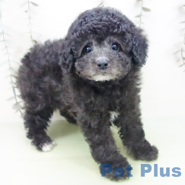 トイ・プードル