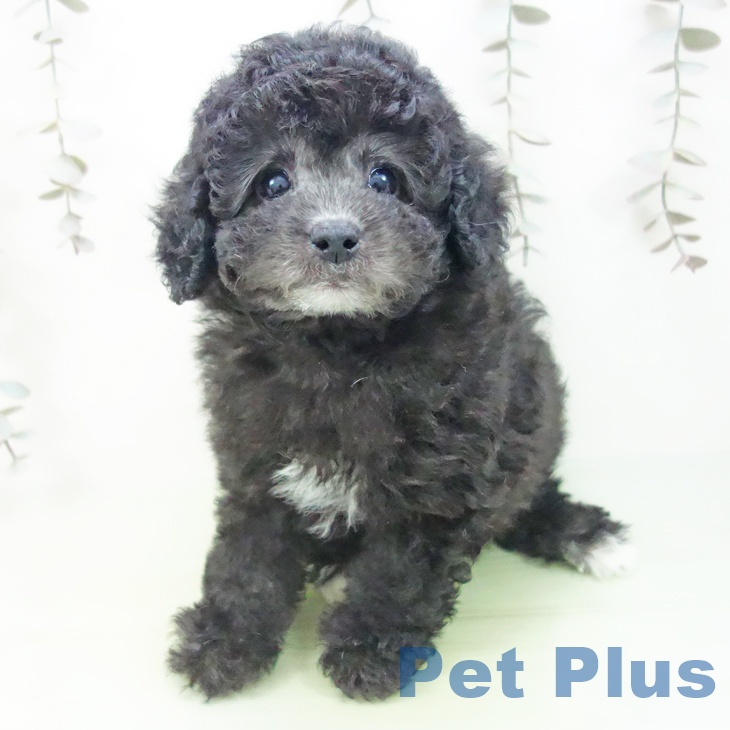 トイ・プードル