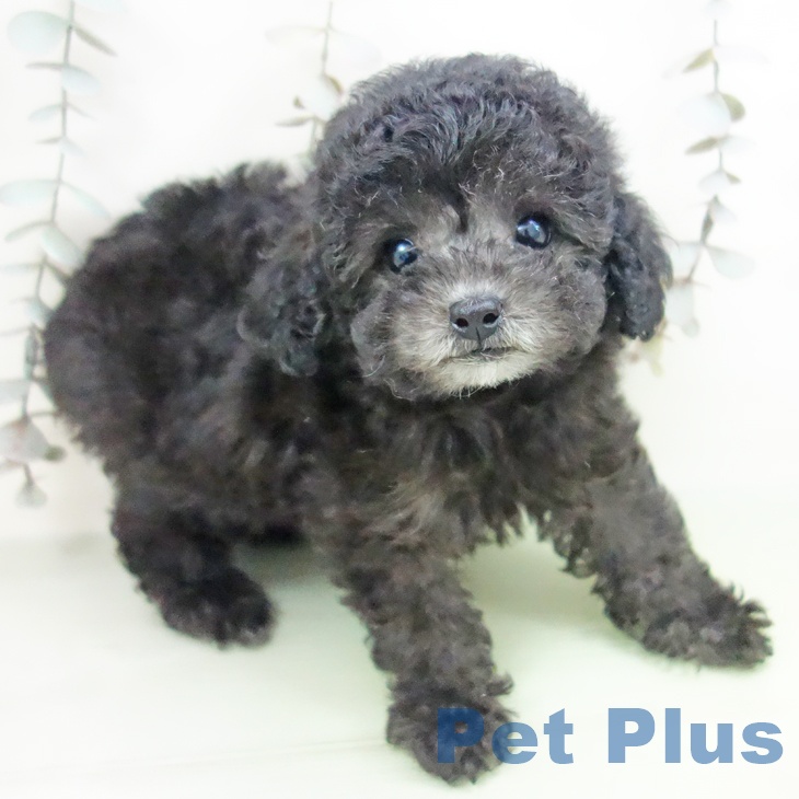 トイ・プードル