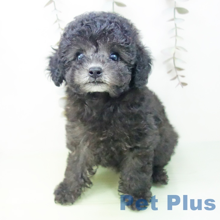 トイ・プードル