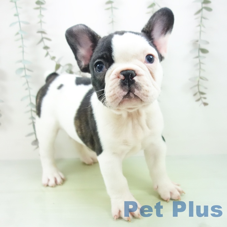 宮城県のフレンチブルドッグ (ペットプラス 仙台泉大沢店/2025年9月25日生まれ/男の子/パイド)の子犬の2枚目の画像