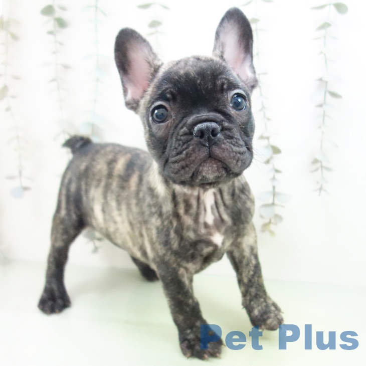 三重県のフレンチブルドッグ (ペットプラス 鈴鹿店/2025年9月25日生まれ/女の子/ブリンドル)の子犬の1枚目の画像