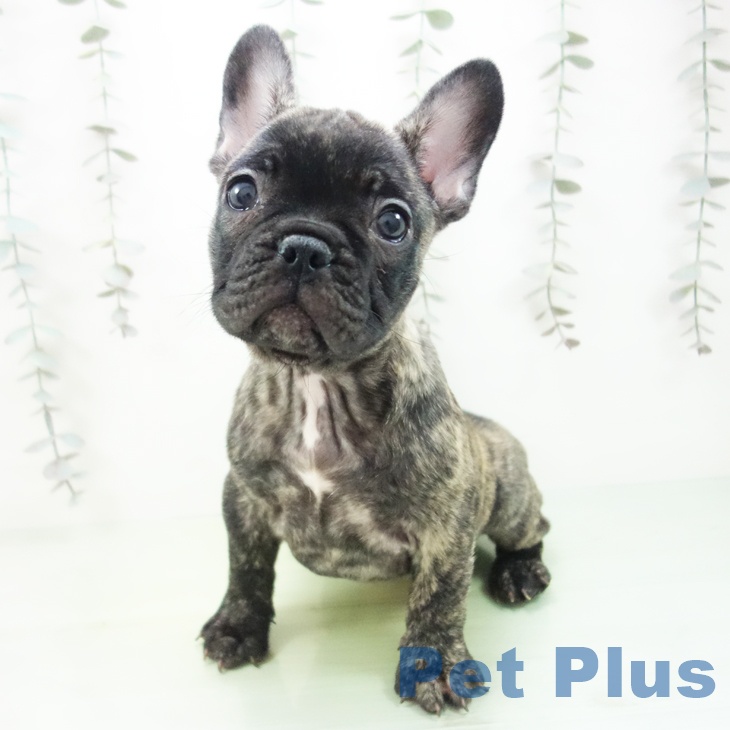 三重県のフレンチブルドッグ (ペットプラス 鈴鹿店/2025年9月25日生まれ/女の子/ブリンドル)の子犬の2枚目の画像