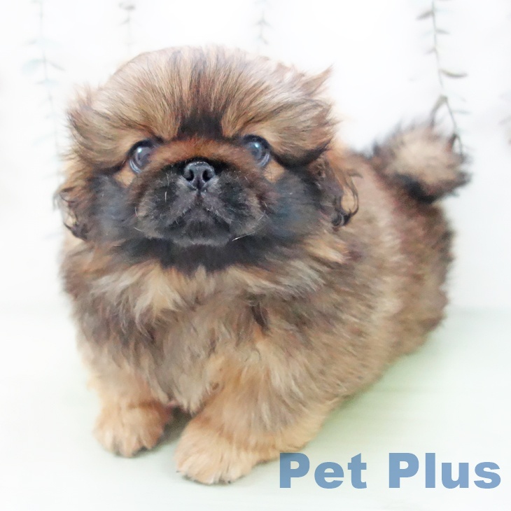 愛知県のペキニーズ (ペットプラス 名古屋茶屋店/2025年9月25日生まれ/男の子/レッドブラックマスク)の子犬