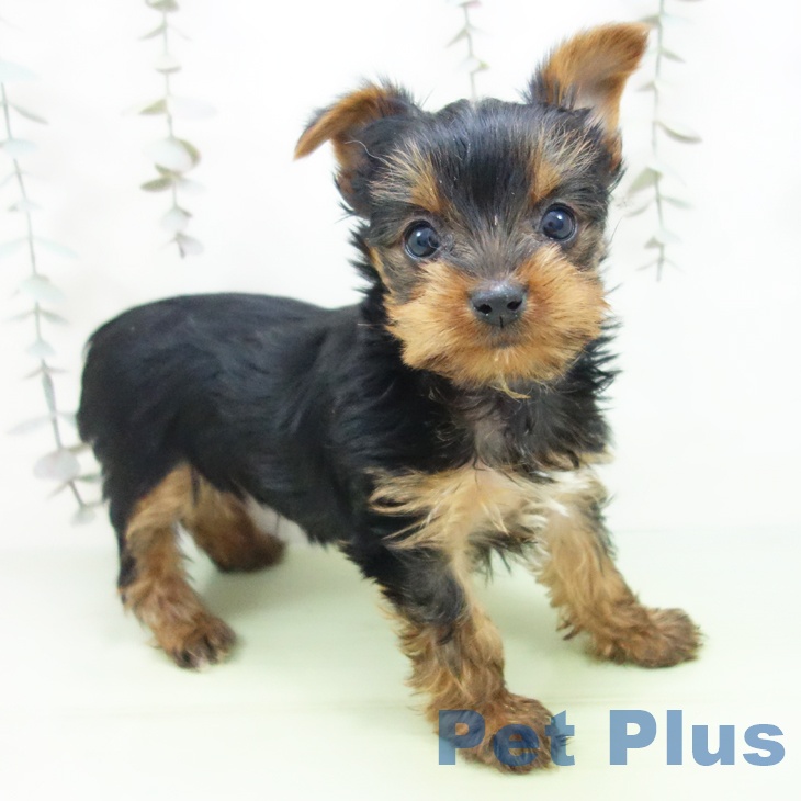 石川県のヨークシャーテリア (ペットプラス 白山店/2025年9月25日生まれ/女の子/スチールブルータン)の子犬の1枚目の画像