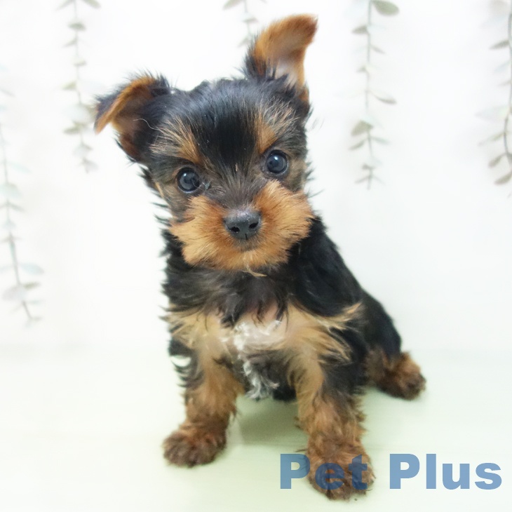 石川県のヨークシャーテリア (ペットプラス 白山店/2025年9月25日生まれ/女の子/スチールブルータン)の子犬の2枚目の画像