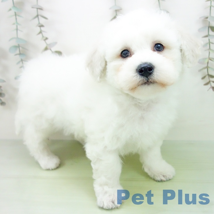 ビション・フリーゼ