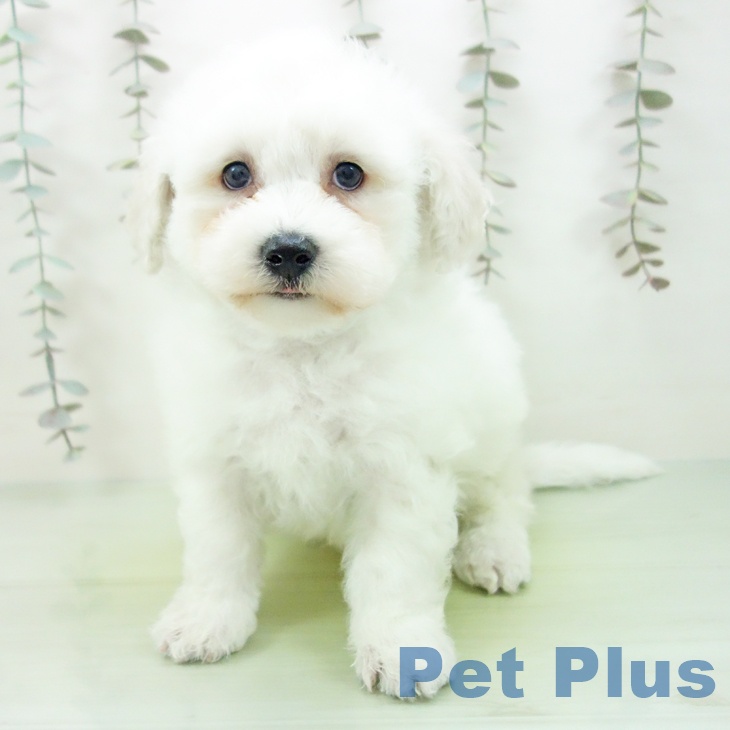 ビション・フリーゼ