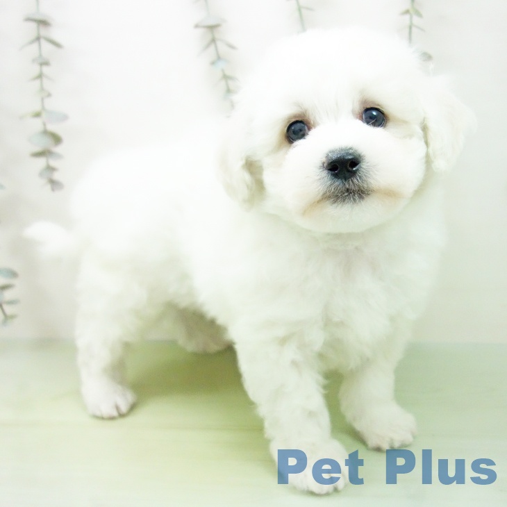 ビション・フリーゼ