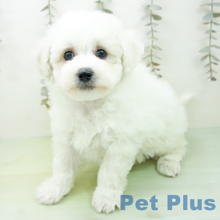 ビション・フリーゼの写真2