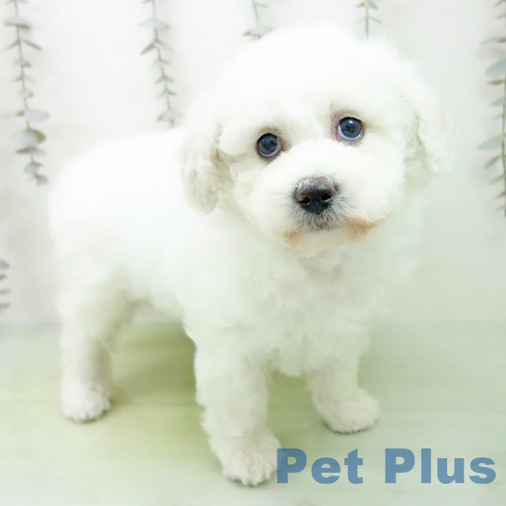 ビション・フリーゼ