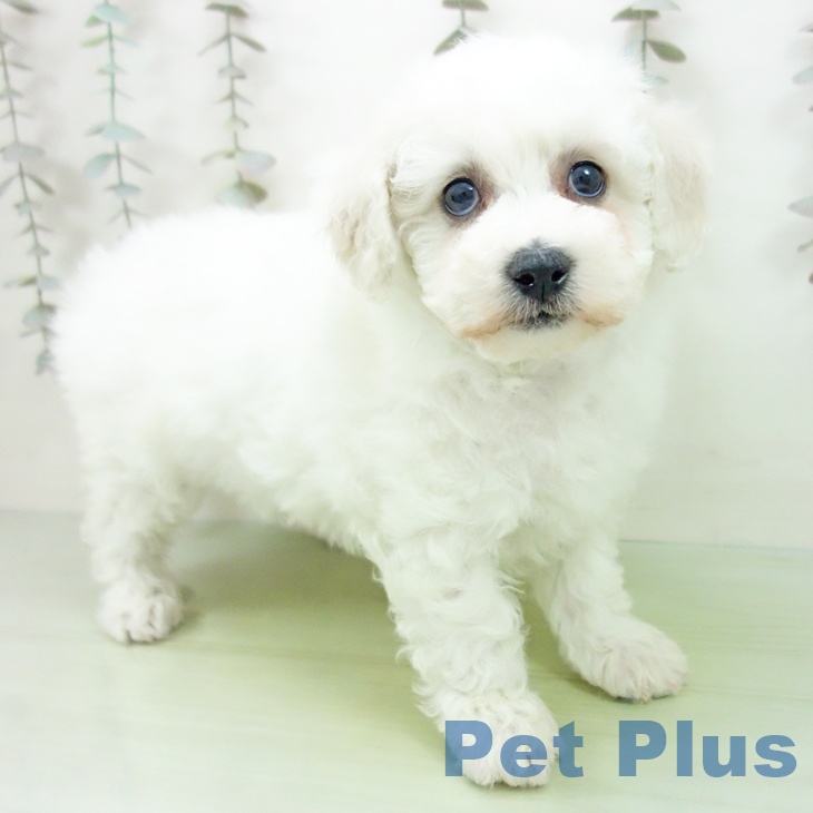 愛知県のビションフリーゼ (ペットプラス イオンモール豊川店/2025年9月22日生まれ/女の子/ホワイト)の子犬