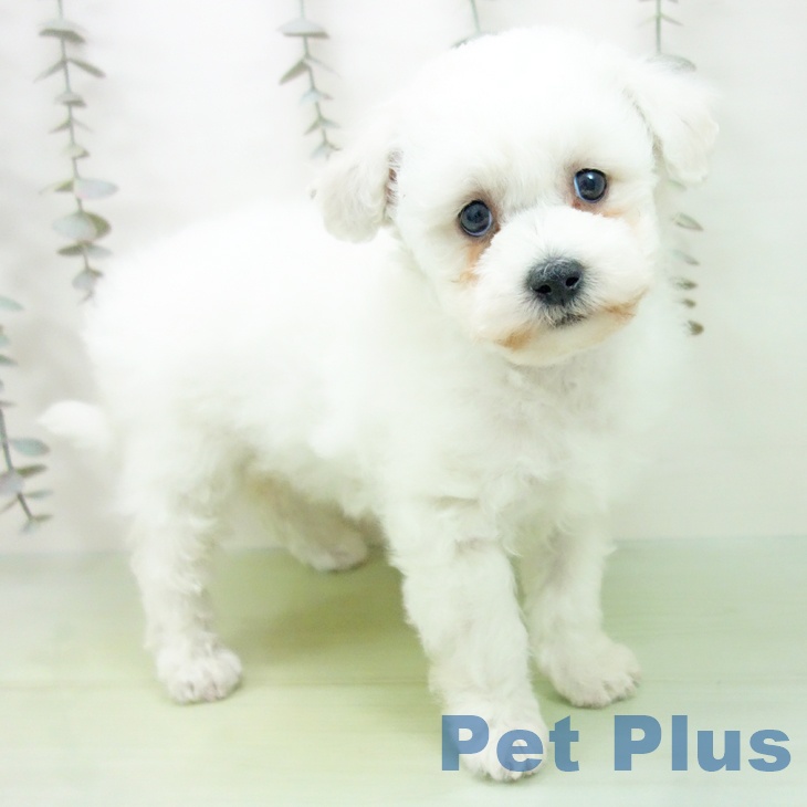 茨城県のビションフリーゼ (ペットプラス つくば店/2025年9月22日生まれ/女の子/ホワイト)の子犬