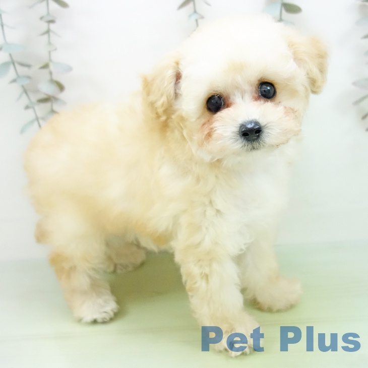 愛知県のトイプードル(トイ) (ペットプラス 千種店/2025年9月23日生まれ/女の子/クリーム)の子犬