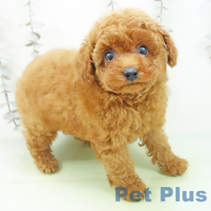 岐阜県のトイプードル(トイ) (ペットプラス 光ケ丘店/2025年9月25日生まれ/男の子/レッド)の子犬の1枚目の画像