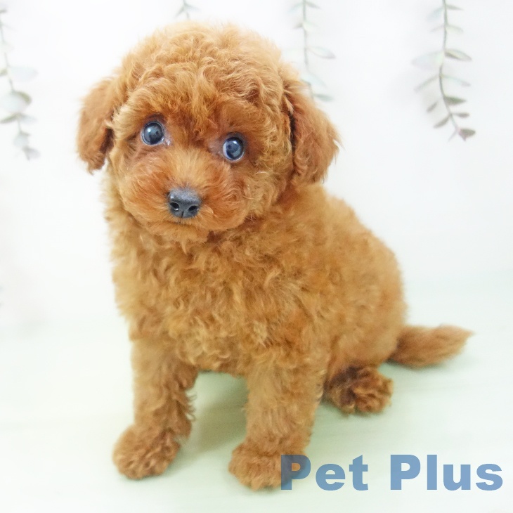 岐阜県のトイプードル(トイ) (ペットプラス 光ケ丘店/2025年9月25日生まれ/男の子/レッド)の子犬の2枚目の画像