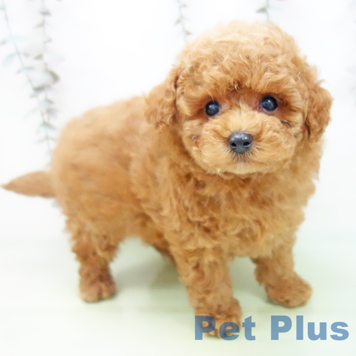 愛知県のトイプードル(トイ) (ペットプラス 名古屋茶屋店/2025年9月25日生まれ/男の子/レッド)の子犬