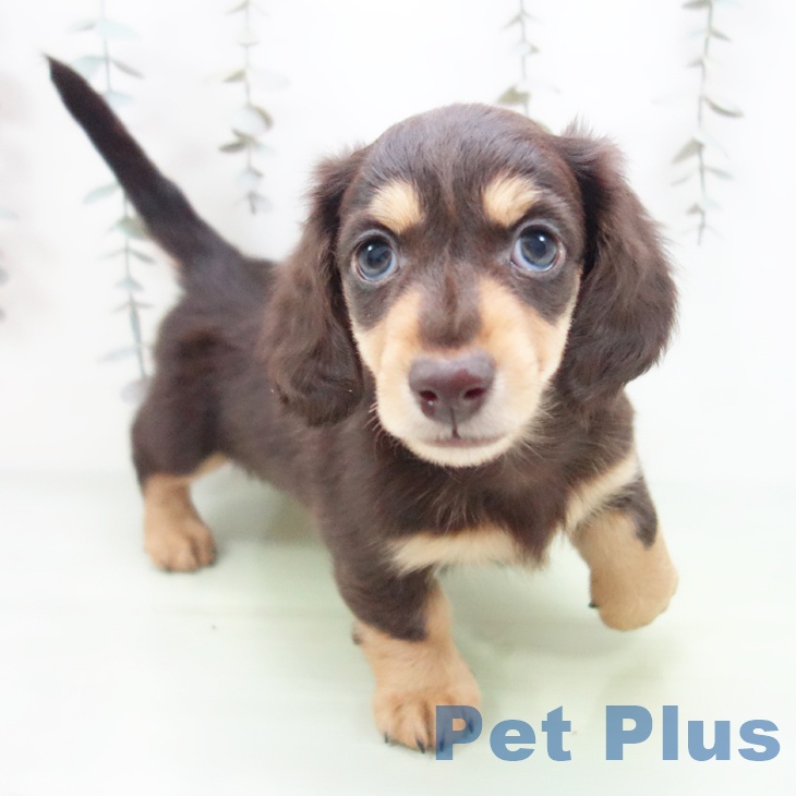 愛知県のミニチュアダックスフンド(ロング) (ペットプラス ナゴヤドーム前店/2025年9月25日生まれ/男の子/チョコレートイエロー)の子犬