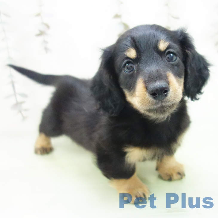 岐阜県のミニチュアダックスフンド(ロング) (ペットプラス 各務原店/2025年9月25日生まれ/男の子/ブラックイエロー)の子犬の1枚目の画像