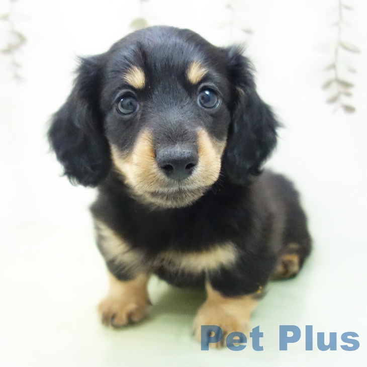岐阜県のミニチュアダックスフンド(ロング) (ペットプラス 各務原店/2025年9月25日生まれ/男の子/ブラックイエロー)の子犬の2枚目の画像