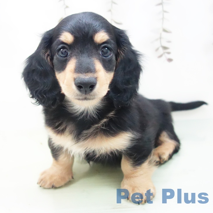 愛知県のミニチュアダックスフンド(ロング) (ペットプラス イオンモール豊川店/2025年9月25日生まれ/男の子/ブラックイエロー)の子犬