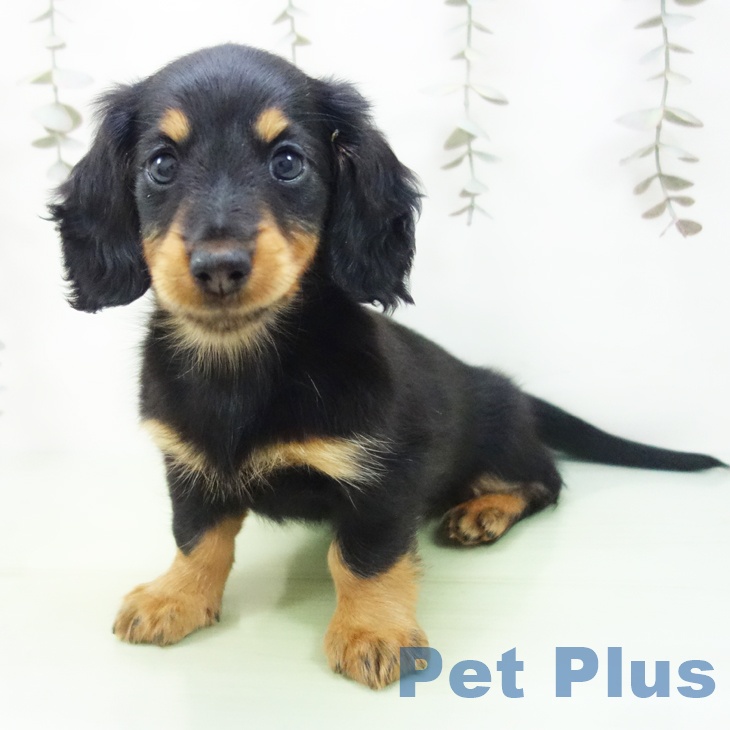 愛知県のミニチュアダックスフンド(ロング) (ペットプラス 則武新町店/2025年9月21日生まれ/女の子/ブラックタン)の子犬