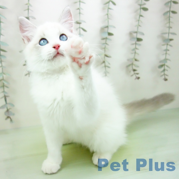 ラグドールの写真2