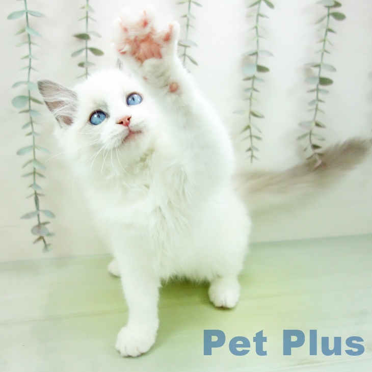 ラグドールの写真2