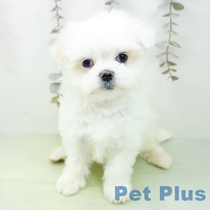 福井県のマルチーズ (ペットプラス 福井店/2025年9月24日生まれ/女の子/ホワイト)の子犬