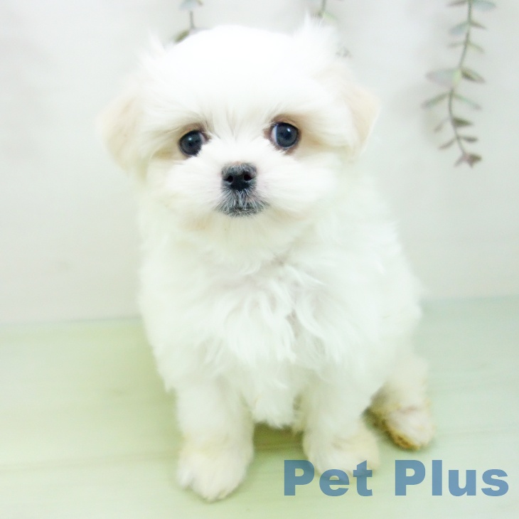 愛知県のマルチーズ (ペットプラス 熱田店/2025年9月24日生まれ/女の子/ホワイト)の子犬