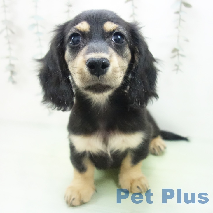 愛知県のカニンヘンダックスフンド(ロング) (ペットプラス 千音寺店/2025年9月24日生まれ/男の子/ブラックタン)の子犬