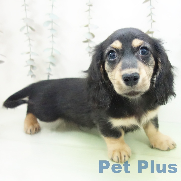 愛知県のカニンヘンダックスフンド(ロング) (ペットプラス 千音寺店/2025年9月24日生まれ/男の子/ブラックタン)の子犬の2枚目の画像