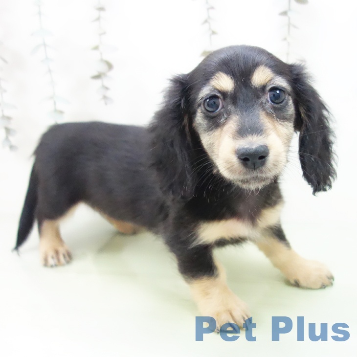 石川県のカニンヘンダックスフンド(ロング) (ペットプラス 白山店/2025年9月24日生まれ/女の子/ブラックタン)の子犬の1枚目の画像