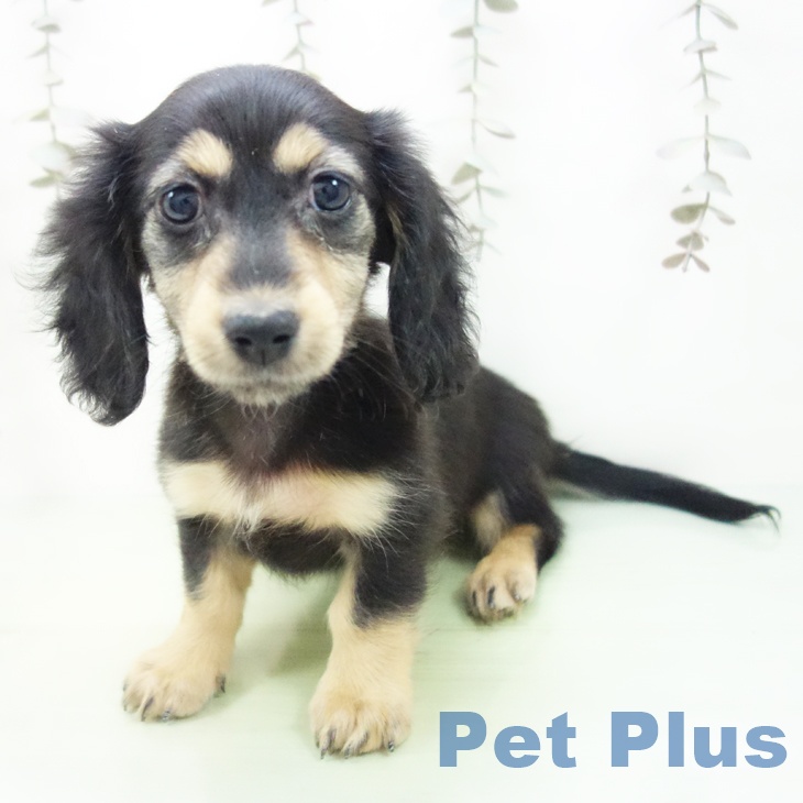 石川県のカニンヘンダックスフンド(ロング) (ペットプラス 白山店/2025年9月24日生まれ/女の子/ブラックタン)の子犬の2枚目の画像